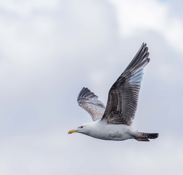 Gull in flight.