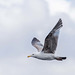 Gull in flight.