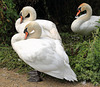 EOS 6D Peter Harriman 11 52 29 39249 sulkySwans dpp