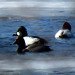 A Goldeneye and a Redhead sharing...