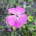 Kartäusernelke / Steinnelke (Dianthus carthusianorum)