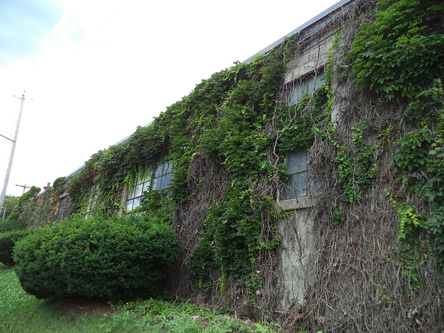 Jungle urbaine collant à ce  bâtiment