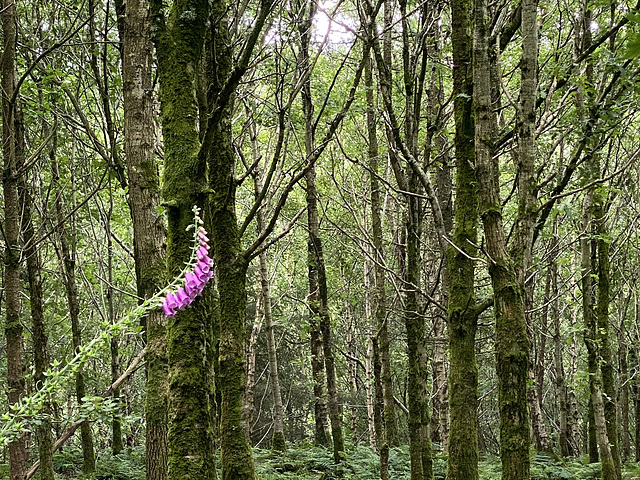 A Foxglove Intervenes