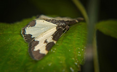 Der Vogelschmeiß-Spanner (Lomaspilis marginata) hat sich aufs Blatt gelegt :))  The Blue-throated Moth (Lomaspilis marginata) has settled on the leaf :))  Le Papillon à gorge bleue (Lomaspilis marginata) s'est installé sur la feuille :))