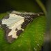 Der Vogelschmeiß-Spanner (Lomaspilis marginata) hat sich aufs Blatt gelegt :))  The Blue-throated Moth (Lomaspilis marginata) has settled on the leaf :))  Le Papillon à gorge bleue (Lomaspilis marginata) s'est installé sur la feuille :))