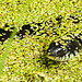 20230810 3745CPw [D~MS] Ringelnatter (Natrix natrix), Rieselfelder Münster