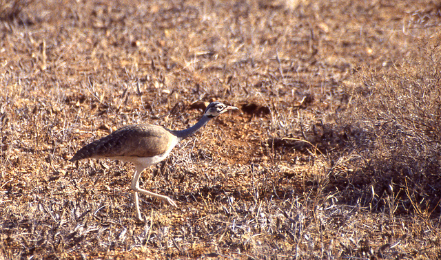 White-bellied Bustard