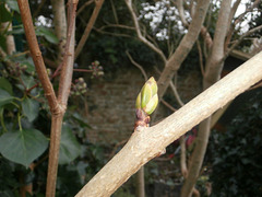 A new bud on the white lilac