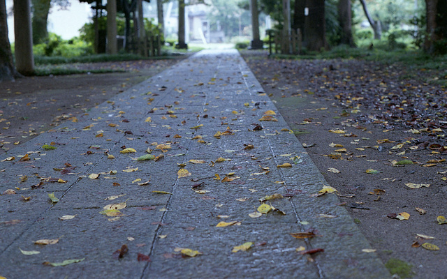 Stone path and fallen leaves