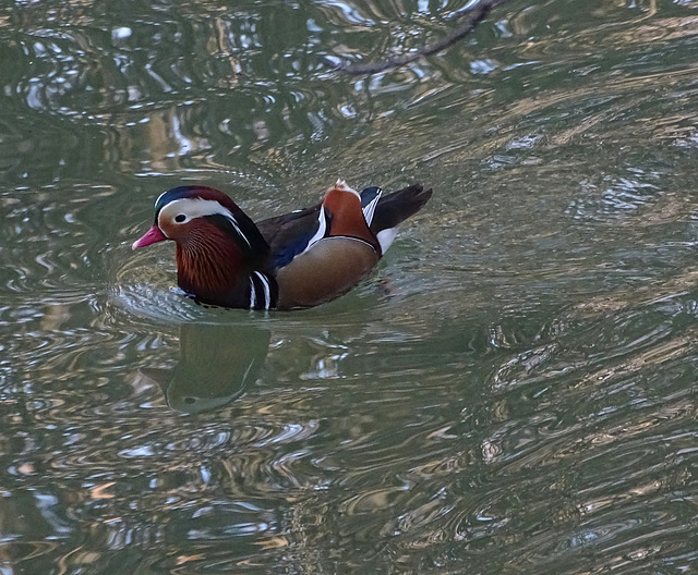 ...canard Mandarin mâle...