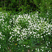 Star-of-Bethlehem, (Stellaria holostea)