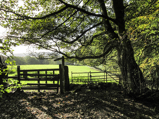 Early Autumn Gateway to Heaven