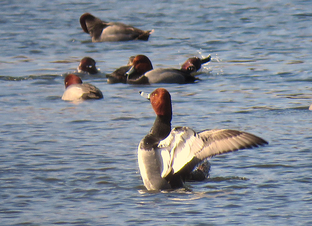 Redheads (Aythya americana)