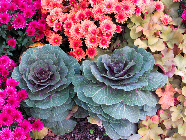 Cabbage & Mums