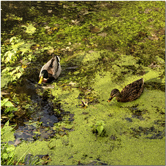 Canal Ducks