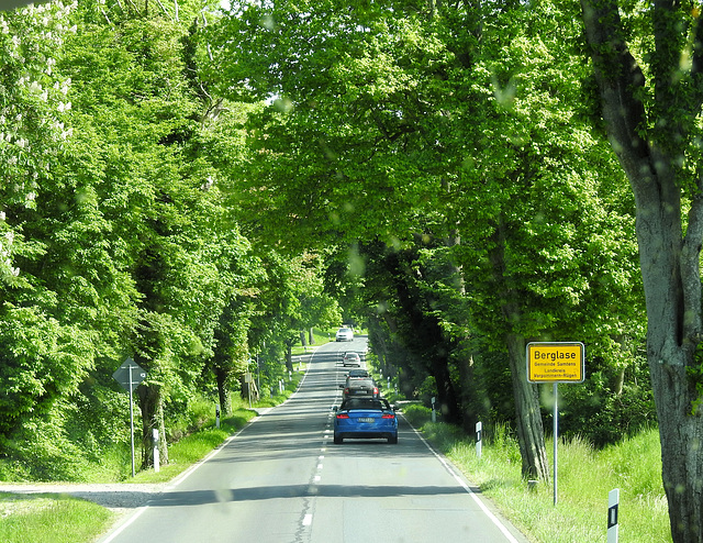 Allee auf Rügen