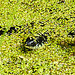 20230810 3746CPw [D~MS] Ringelnatter (Natrix natrix), Rieselfelder Münster