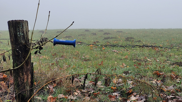 Wühlmaushügel im Nebel