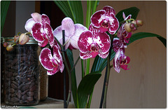 ORCHIDEE