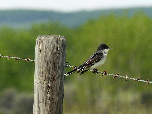 Eastern Kingbird