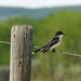 Eastern Kingbird