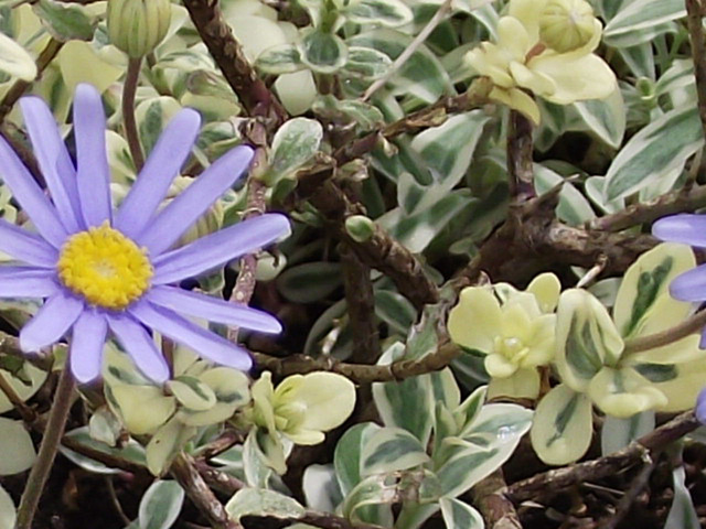 Tiny white flowers hiding amongst the blue