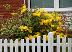 Rhododedrenbusch am Haus