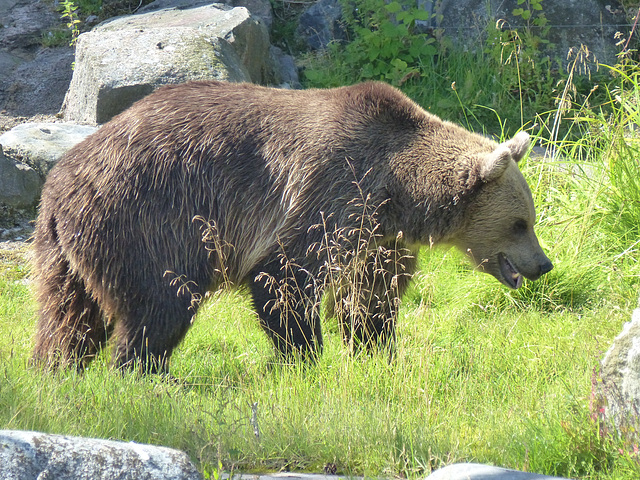 Helsinki Zoo (14) - 2 August 2016