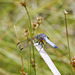 Blue Dasher