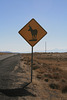 Watch for antelope!