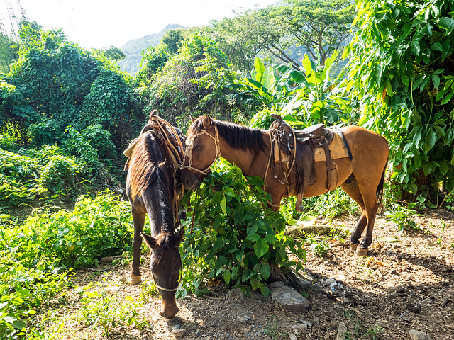 Valle de Viñales, Cuba