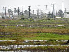 Day 1, Sandhill Cranes, southern Texas