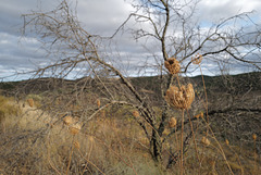 Daucus carota on Thirsty Land