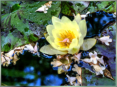 Yellow water lily... ©UdoSm