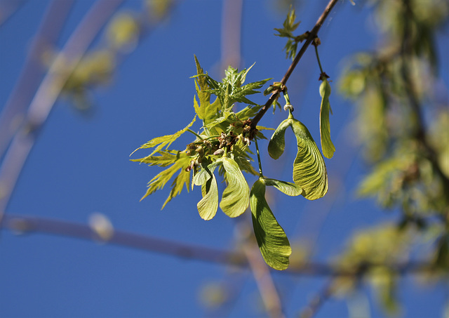 Acer saccharinum, érable à sucre , au printemps