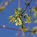 Acer saccharinum, érable à sucre , au printemps