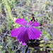 Kartäusernelke / Steinnelke (Dianthus carthusianorum)