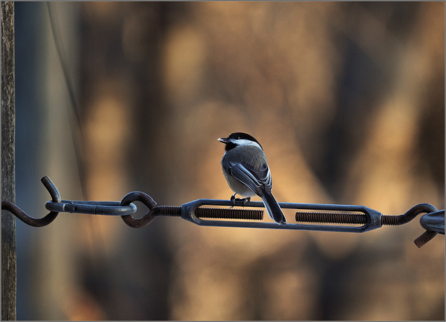 Chickadee nibbling on his last snack of the day
