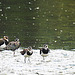 20230810 3747CPw [D~MS] Kiebitz, Graugans, Rieselfelder Münster