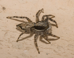 IMG 3059 Grey Wall Jumping Spider-2