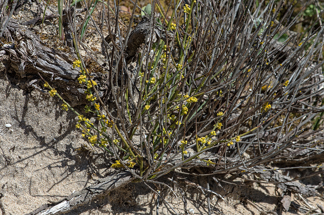 Ephedra helvetica, Schweizer Meerträubchen - 2016-04-28 D4  DSC7117