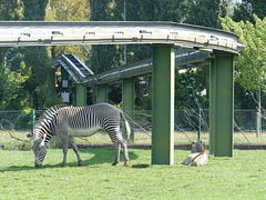 Chester Zoo (8) - 30 August 2016