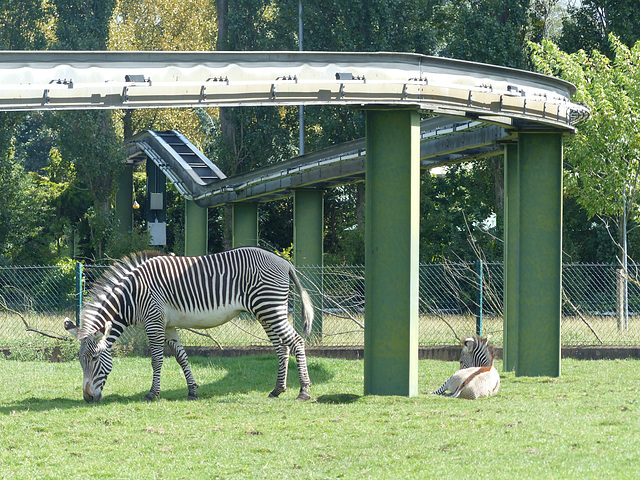 Chester Zoo (8) - 30 August 2016