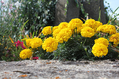 Tagetes