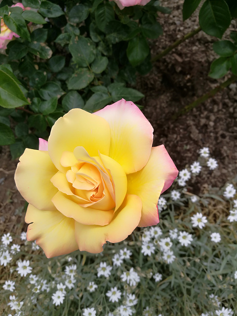 Rose im Steingarten