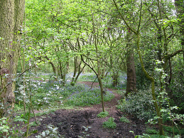 Park Coppice