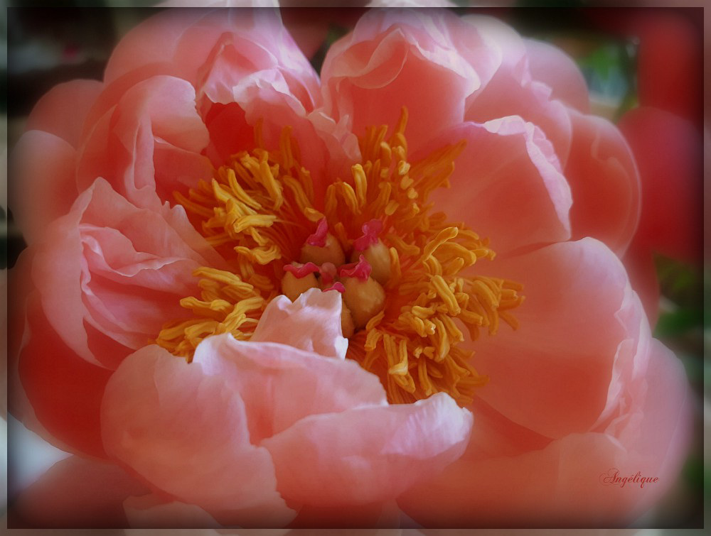 .Belle journée de mercredi ..(Pivoine )...