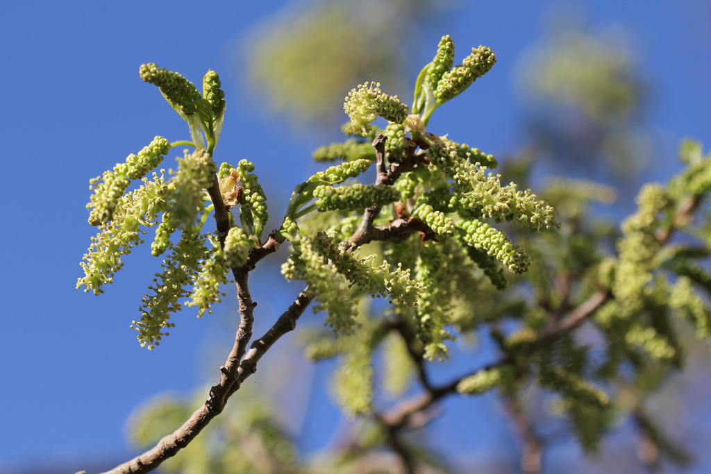 Morus alba (4)