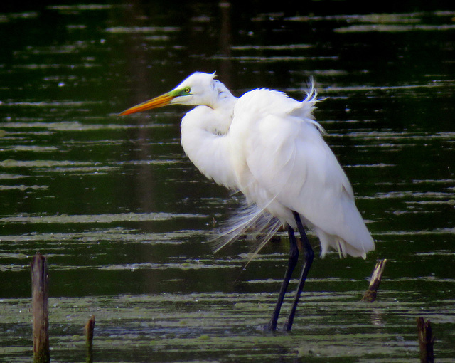 Great White Egret, male