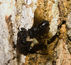 IMG 0282 stingless bee